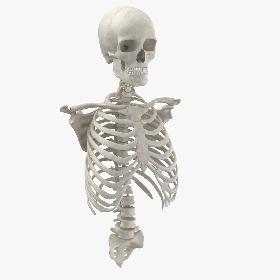 Real Human Rib Cage Spine Male Skull Calvicle and Scapula Bones Anatomy White 01 3D model